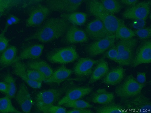 [60066-1-IG-20UL] LGALS3BP Monoclonal antibody