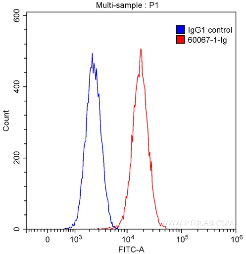 [60067-1-IG-20UL] Neuropilin 1 Monoclonal antibody