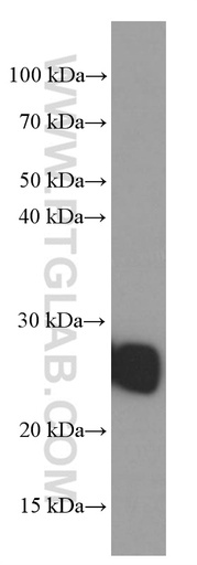 [60069-1-IG-20UL] ERAB Monoclonal antibody