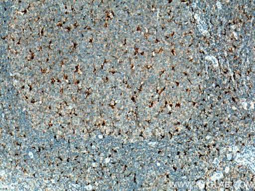 [60070-1-IG-20UL] IL-18 Monoclonal antibody