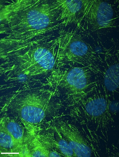 [60075-1-IG-150UL] SEPT2 Monoclonal antibody