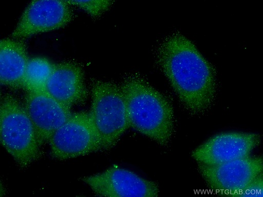[60078-1-IG-20UL] GDI2 Monoclonal antibody