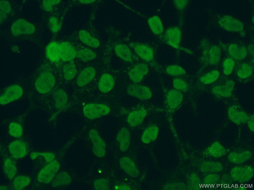 [60082-1-IG-150UL] DACH1 Monoclonal antibody