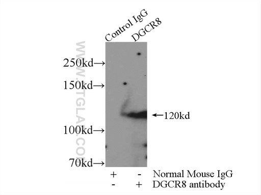 [60084-1-IG-20UL] DGCR8 Monoclonal antibody