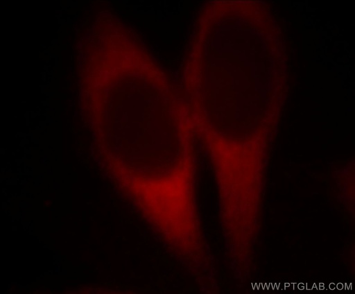 [60085-1-IG-150UL] EEF1D Monoclonal antibody
