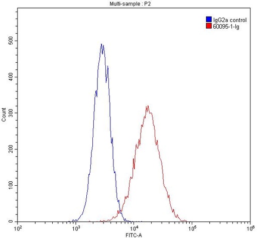 [60095-1-IG-150UL] ITM2C Monoclonal antibody