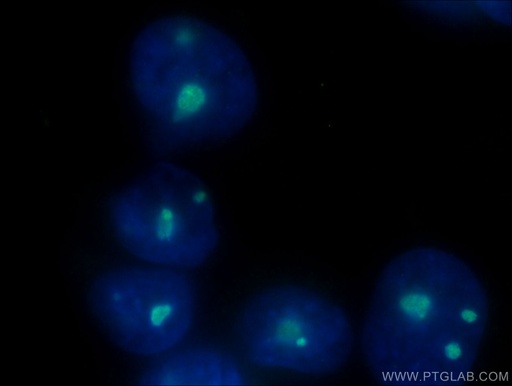 [60096-1-IG-150UL] B23/NPM1 Monoclonal antibody