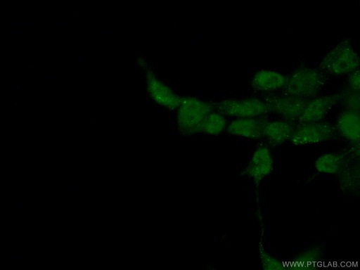 [60121-1-IG-150UL] BRD8 Monoclonal antibody