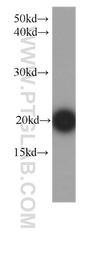 [60152-1-IG-150UL] FGF12 Monoclonal antibody