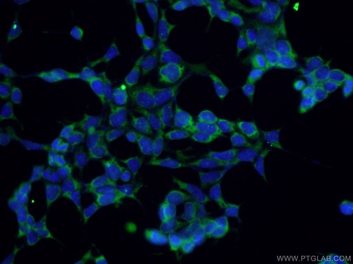 [60154-2-IG-20UL] SMN (Human,Mouse,Rat) Monoclonal antibody