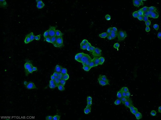 [60159-1-IG-20UL] SNAP25 Monoclonal antibody