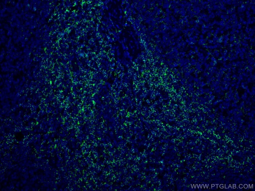 [60162-1-IG-20UL] LCK Monoclonal antibody