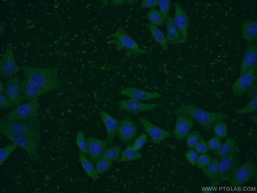 [60172-1-IG-150UL] PCMT1 Monoclonal antibody