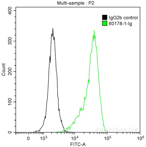 [60178-1-IG-150UL] BCL2 Monoclonal antibody