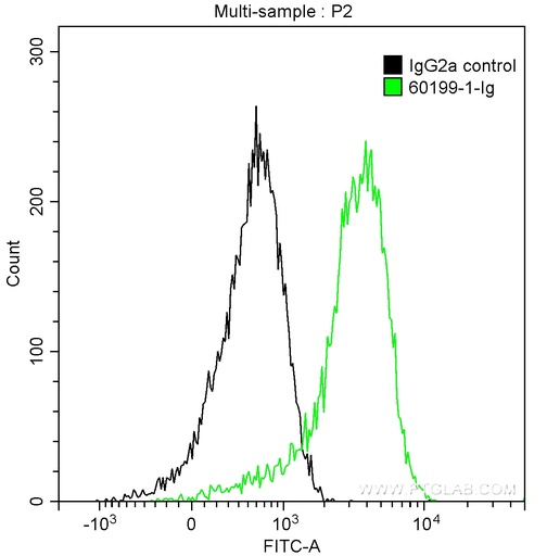 [60199-1-IG-20UL] STAT3 Monoclonal antibody