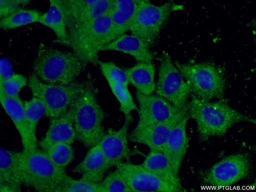 [60202-1-IG-20UL] peroxiredoxin 2 Monoclonal antibody