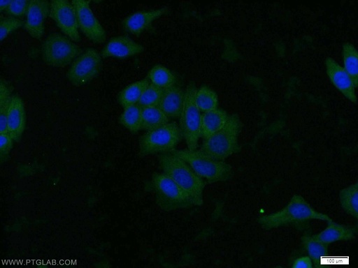 [60203-2-IG-20UL] AKT Monoclonal antibody