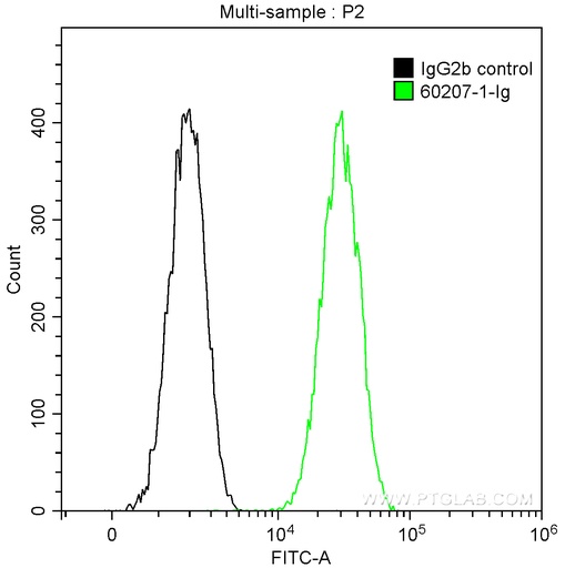[60207-1-IG-150UL] Galectin-3 Monoclonal antibody