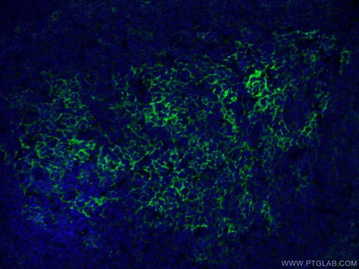 [60208-1-IG-20UL] CD23 Monoclonal antibody