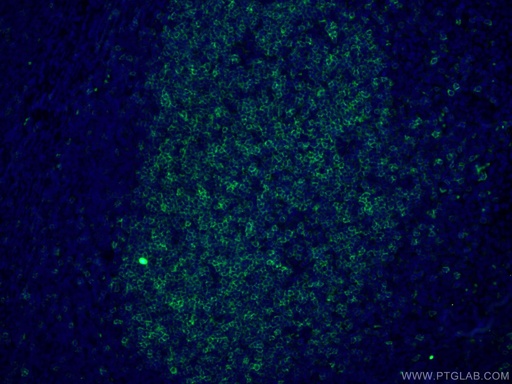 [60208-2-IG-150UL] CD23 Monoclonal antibody