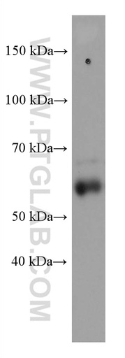 [60215-1-IG-150UL] MCRS1 Monoclonal antibody