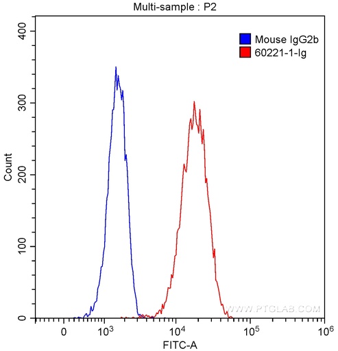 [60221-1-IG-20UL] IL-20RB Monoclonal antibody