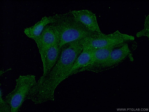 [60223-1-IG-150UL] Galectin-1 Monoclonal antibody
