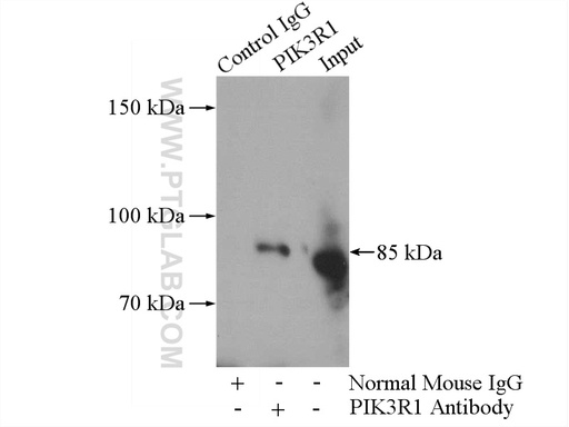 [60225-1-IG-20UL] PI3 Kinase p85 Alpha Monoclonal antibody