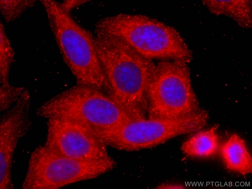 [60237-1-IG-150UL] COTL1 Monoclonal antibody