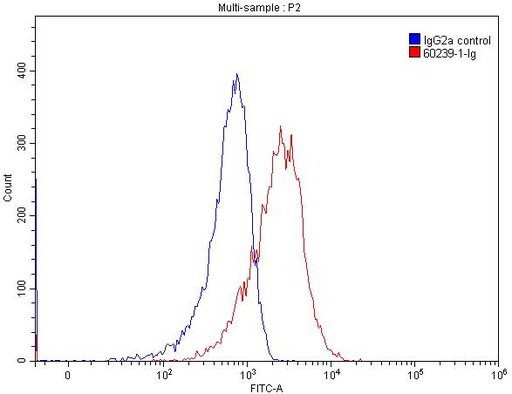 [60239-1-IG-150UL] Desmocollin 2 Monoclonal antibody