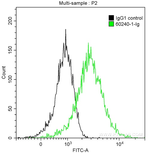 [60240-1-IG-20UL] p504S,AMACR Monoclonal antibody
