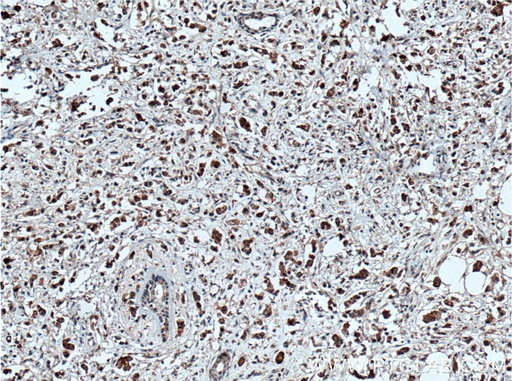 [60242-1-IG-150UL] OCT4 Monoclonal antibody