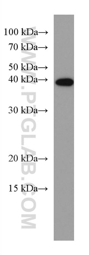[60243-1-IG-150UL] CDX2 Monoclonal antibody