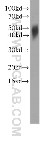 [60245-1-IG-150UL] IL-17F Monoclonal antibody