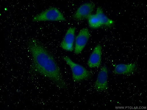 [60246-1-IG-150UL] 4EBP1 Monoclonal antibody
