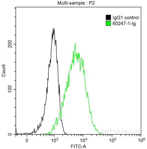 [60247-1-IG-20UL] Cytokeratin 15 Monoclonal antibody