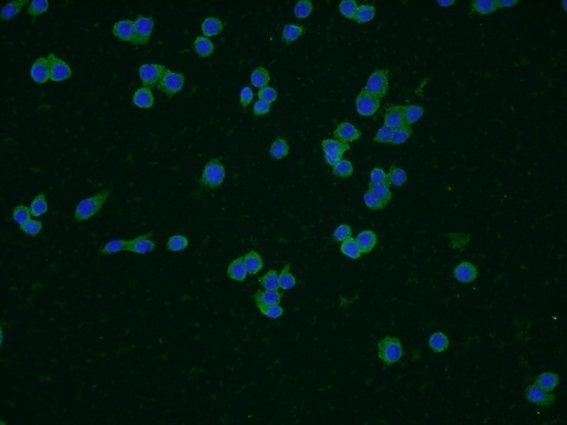 [60253-1-IG-20UL] CD14 Monoclonal antibody
