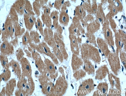 [60256-1-IG-150UL] IGBP1 Monoclonal antibody
