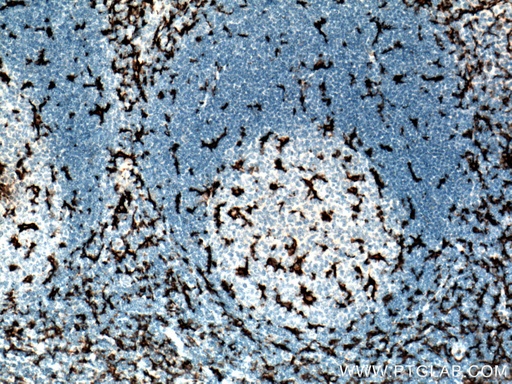 [60258-1-IG-20UL] CD11c/Integrin Alpha X Monoclonal antibody