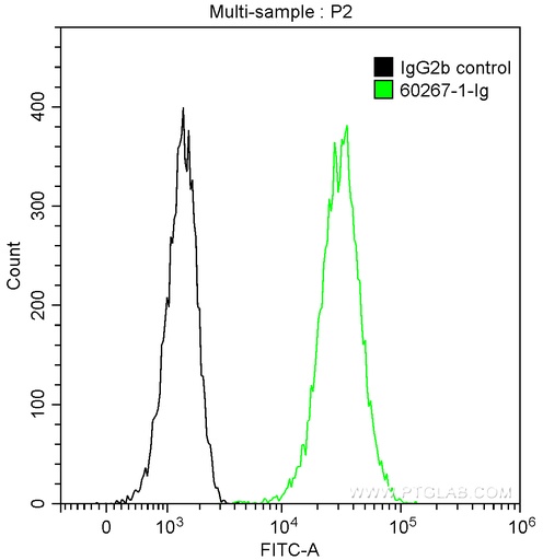 [60267-1-IG-150UL] BAX Monoclonal antibody