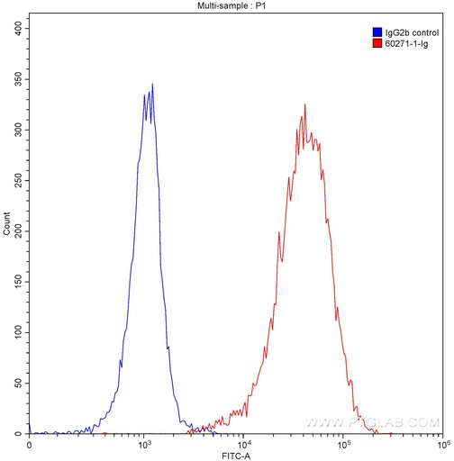 [60271-1-IG-150UL] CD20 Monoclonal antibody