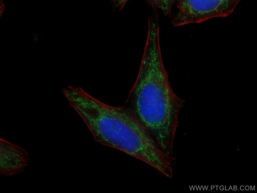 [60284-1-IG-20UL] ATP5C1 Monoclonal antibody