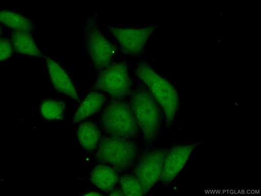 [60288-2-IG-150UL] Annexin IV Monoclonal antibody
