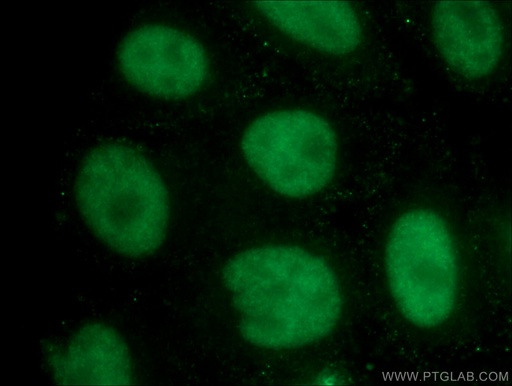[60289-1-IG-20UL] U2AF35 Monoclonal antibody