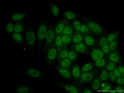 [60292-1-IG-20UL] RBM4 Monoclonal antibody