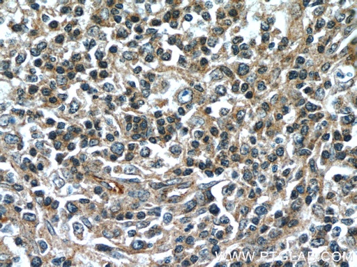 [60295-1-IG-20UL] SCGF Monoclonal antibody