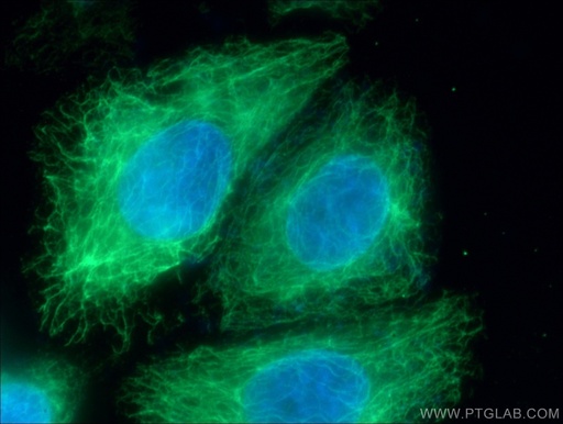 [60301-1-IG-150UL] BID Monoclonal antibody