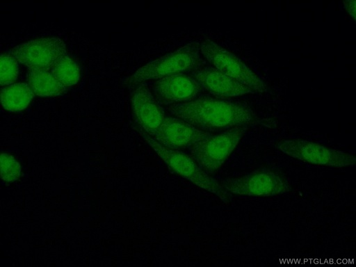 [60303-1-IG-150UL] SIRT1 Monoclonal antibody