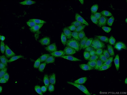 [60305-1-IG-20UL] SGTA Monoclonal antibody