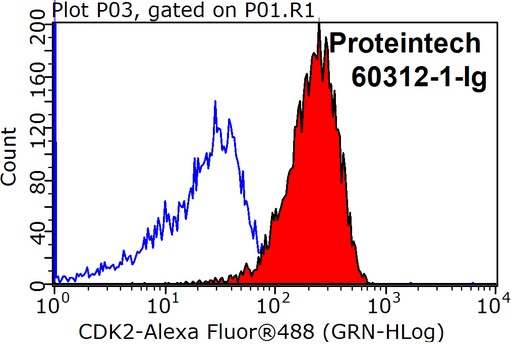 [60312-1-IG-20UL] CDK2 Monoclonal antibody